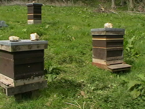 Little Piece Apiary