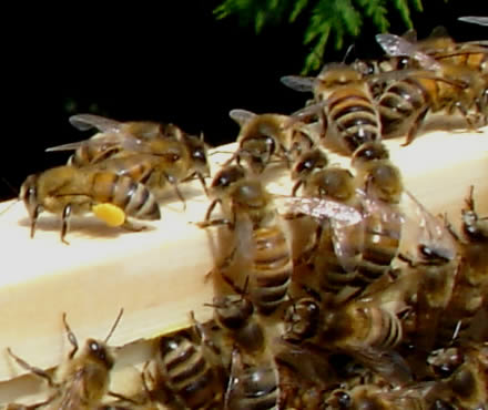 New apiary ladies