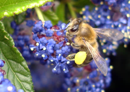 One of our bees on that blue-flowered shrub in our garden