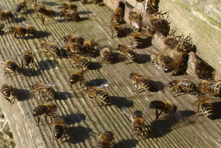 Aimless activity outside hive one.