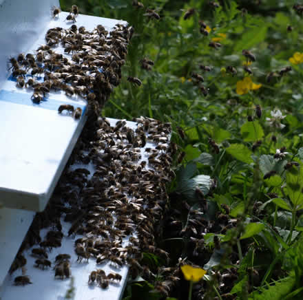 Hive three gets busy as the queen goes on her matingflight.