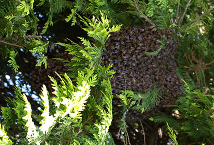 Our first swarm of the year