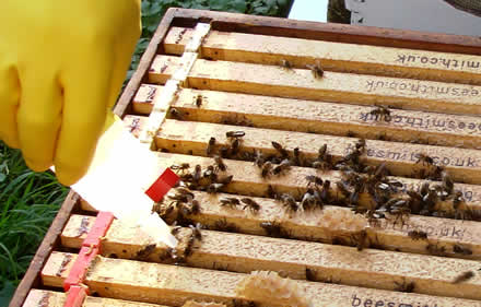 Administering oxalic acid