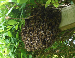 A typical small swarm