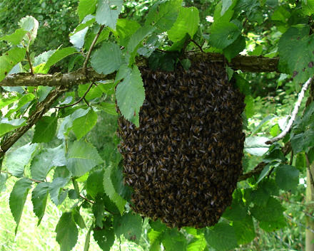 July swarm near Beaminster