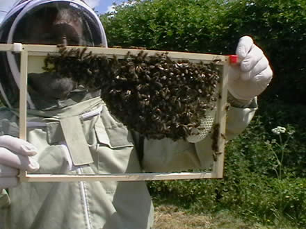 Nice new comb