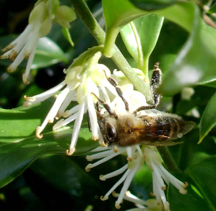 Bee collecting pollen from sweet box