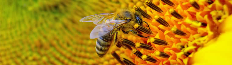Sunflower and bee